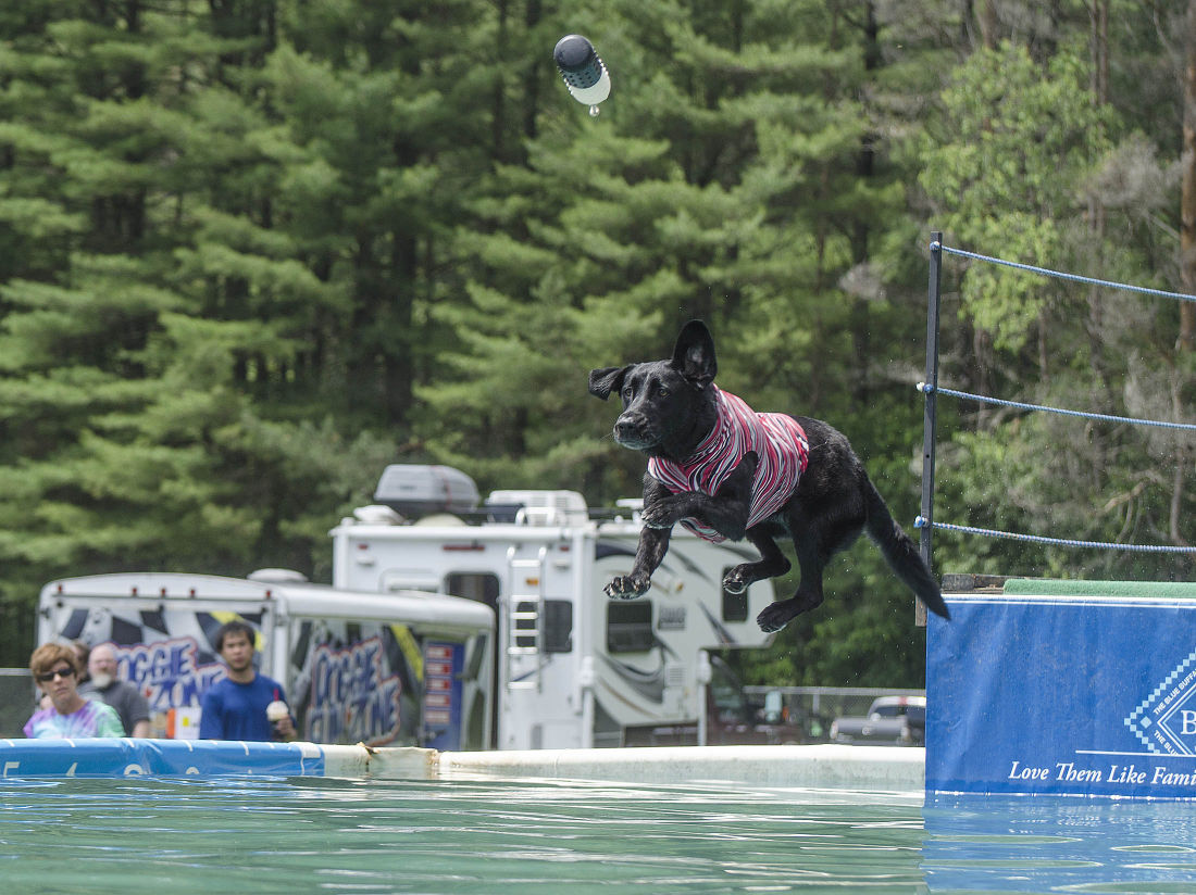 062215-nws-woofstock08.jpg